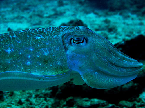 ppseafrog-cuttlefish