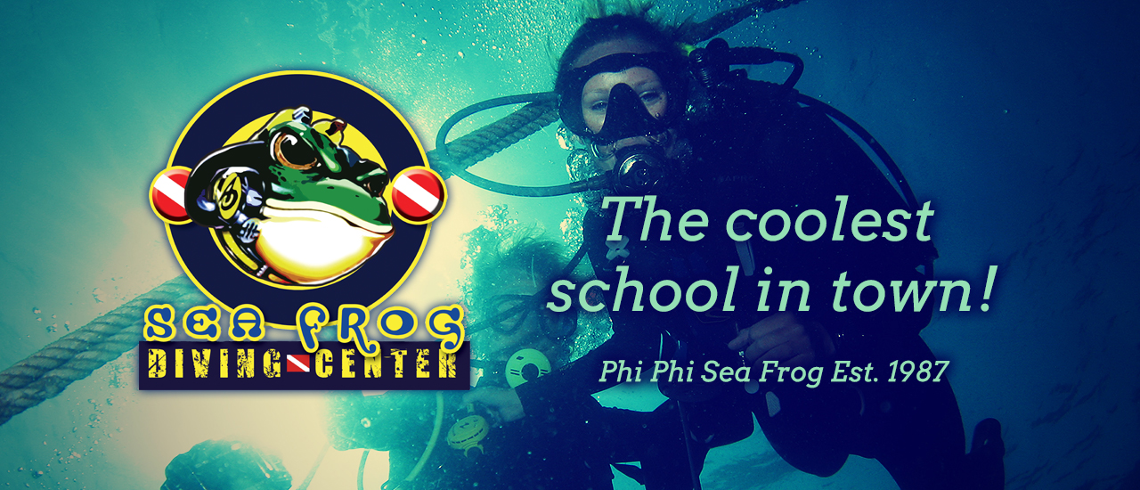 Diving Phi Phi Island with Sea Frog Diving Center - The nicest dive operator on Phi Phi Island